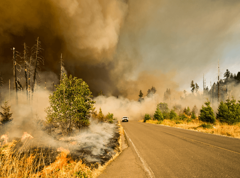 How to prevent wildfires from starting
